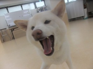 犬の言葉