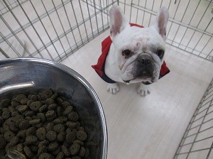 フードの種類