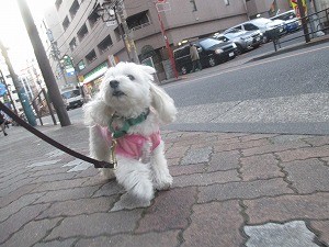 お散歩は必要