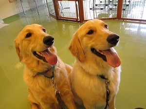 犬と向き合う